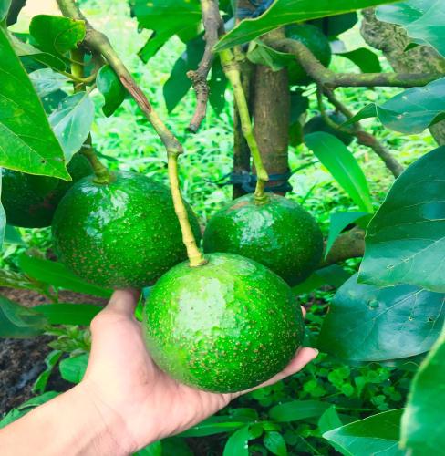 Bán 2ha đất rẫy Bơ + Đinh Lăng