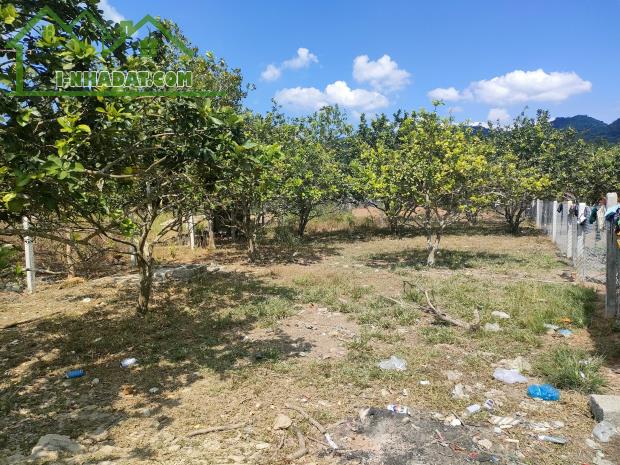 Bán đất Khánh Phú full thổ cư tặng thêm vườn bưởi đã cho quả - 1