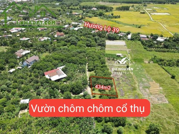Bán vườn chôm chôm cổ thụ Diên Lâm sát bên Hương Lộ 39 - 4