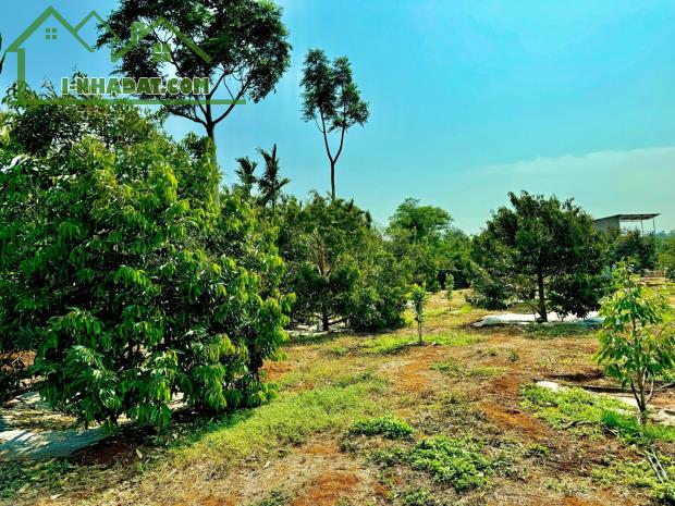 Bán 12.000m2 đất có hơn 200 cây sầu Dona tại Eatu - Giáp Đạt Lý BMT - 1