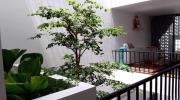 Nhà phố rợp cây xanh như khu rừng nhiệt đới, tạo ra cuộc sống nhẹ nhõm và mát mẻ