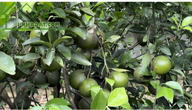 Bán vườn cây đủ các loại cây trái tại Đồng Nai - 2