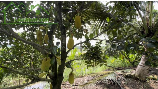 Bán vườn cây đủ các loại cây trái tại Đồng Nai - 3