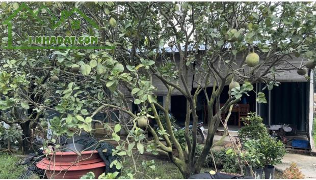 Bán vườn cây đủ các loại cây trái tại Đồng Nai - 4