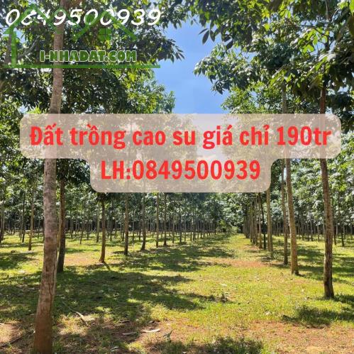 Chính chủ cần tiền trả nợ ngân hàng nên muốn nhượng lại lô đất trồng cao su 5 năm tuổi