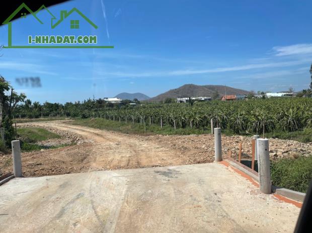 Bán 5.5HA đất cây trồng tại xã Hàm Cường, Huyện Hàm Thuận Nam phía Hồ Ba Bàu - 2