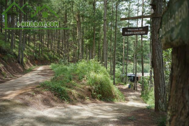 Bán 3000m2 Đất Nông Nghiệp Xuân Trường, Đà Lạt – View Rừng Thông Yên Tĩnh, Giá F0