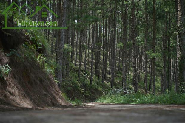 Bán 3000m2 Đất Nông Nghiệp Xuân Trường, Đà Lạt – View Rừng Thông Yên Tĩnh, Giá F0 - 1