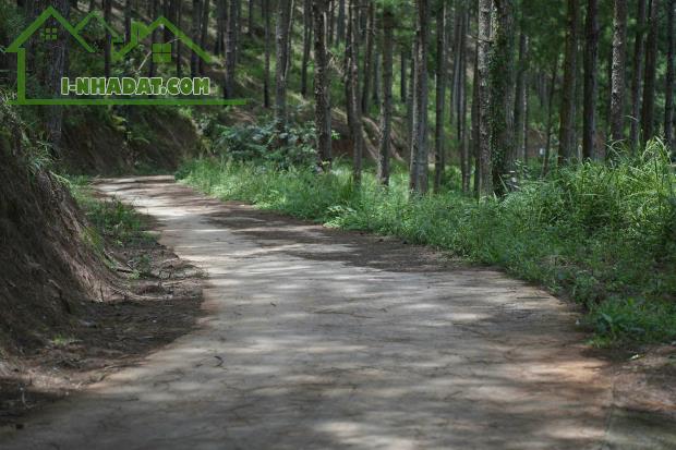 Bán 3000m2 Đất Nông Nghiệp Xuân Trường, Đà Lạt – View Rừng Thông Yên Tĩnh, Giá F0 - 2
