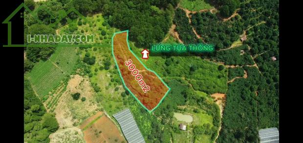 Bán 3000m2 Đất Nông Nghiệp Xuân Trường, Đà Lạt – View Rừng Thông Yên Tĩnh, Giá F0 - 3