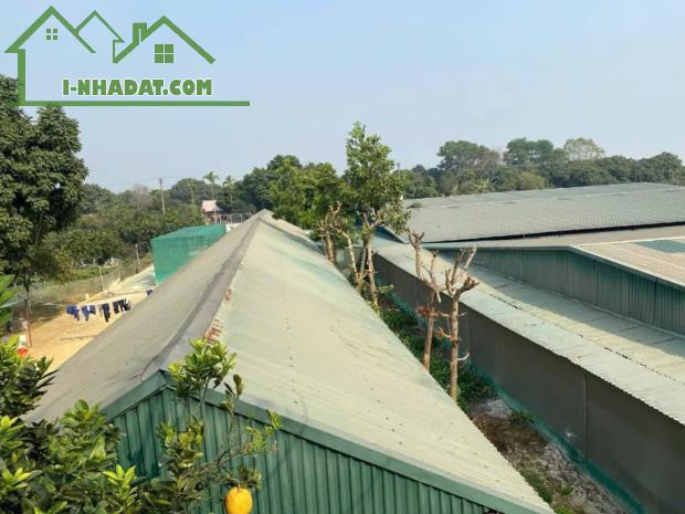 Bán trang trại 1,8ha tại Hà Nội, doanh thu 300 triệu/th giá cho nhà đầu tư - 1