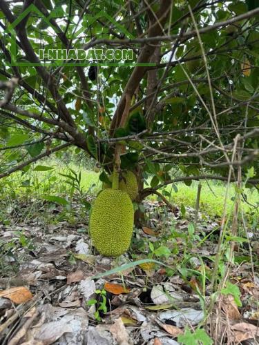 Đất vườn Diên Xuân - Diên Khánh - Khánh Hòa . Phù hợp xây farm - 1