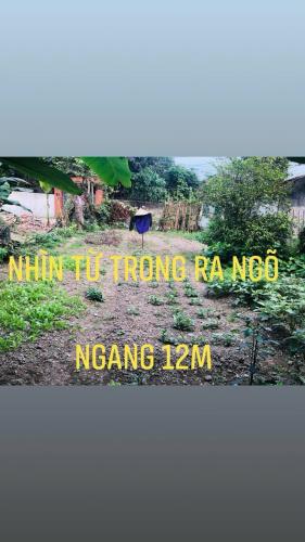 Bán đất Thị Trấn Hà Trung 200 m2 mặt tiền 12 m giá 1.5 tỷ ô tô vào nhà. - 1