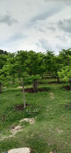 Gấp gấp bán rẻ lô đất trồng cây lâu năm gần KCN Phước Nam- Ninh Thuận