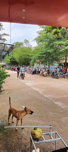[BÁN GẤP] 320m2(10x32) Gía 260 Triệu ngay tại TT Bình Phước gần QL13, gần trường học, chợ - 1