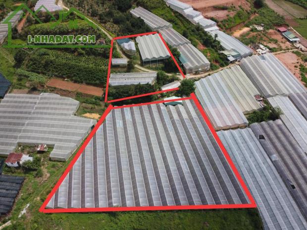 Bán đất Mimosa Phường 10 Đà Lạt 9000m2 chỉ 4,5tr/m2 - 3