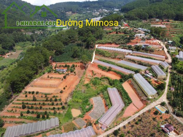 Bán đất Mimosa Phường 10 Đà Lạt 9000m2 chỉ 4,5tr/m2 - 1