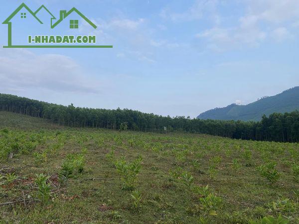📣📣Cần bán 20000m (2hec)  đất trồng cây lâu năm tại xã Hoà Phú, Hoà vang - 1