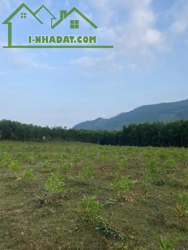 📣📣Cần bán 20000m (2hec)  đất trồng cây lâu năm tại xã Hoà Phú, Hoà vang - 2