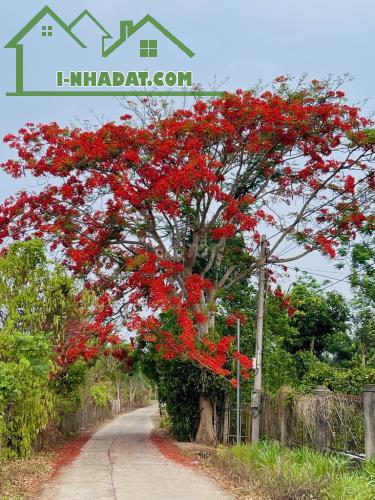 🌳🏡 "Khám Phá Khu Vườn Xanh Mát" 🏡🌳 Giá Chỉ 700TR/1000m2 Tại Đồng Nai! - 2