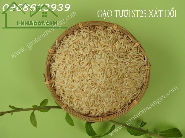 Gạo XÁT DỐI ST25 lúa tôm – Nguồn dinh dưỡng bị lãng quên, Miễn Phí Giao Hàng Toàn Quốc