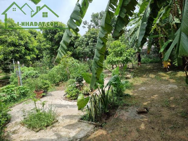 BÁN NHANH 1000M2 ĐẤT BÃI GIỮA TỨ LIÊN - 1 TỶ 650TR - MT 20M - SẴN NHÀ VƯỜN ĐẸP Ở NGAY