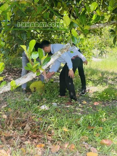 Chính chủ cần bán gấp lô đất chơn thành giá ngộp Cho anh em đầu tư,