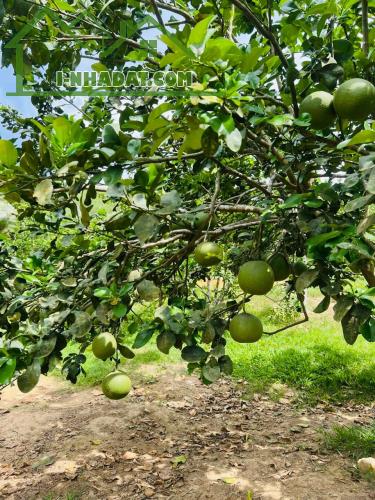 1000m đất cây ăn trái Khánh Trung  Khánh Vĩnh ngang 10m giá chỉ 290 triệu - 2