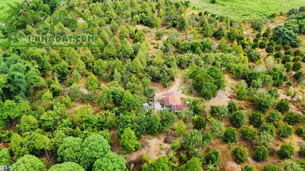bán 9 hecta đất có thổ cư sẵn vườn Bưởi, Sầu Riêng giáp Sông Trang giá chỉ 210k/m2 - 3