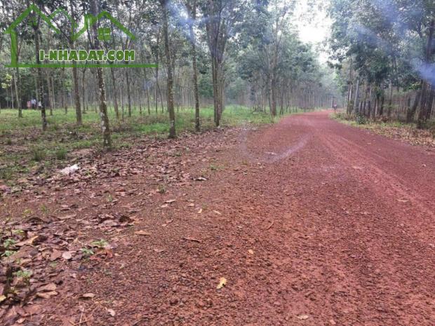 Cơ Hội Vàng! Sở Hữu 5,2ha Đất 2 Mặt Tiền Tại Minh Hòa Dầu Tiếng Bình Dương Với Giá Bất Ngờ - 1