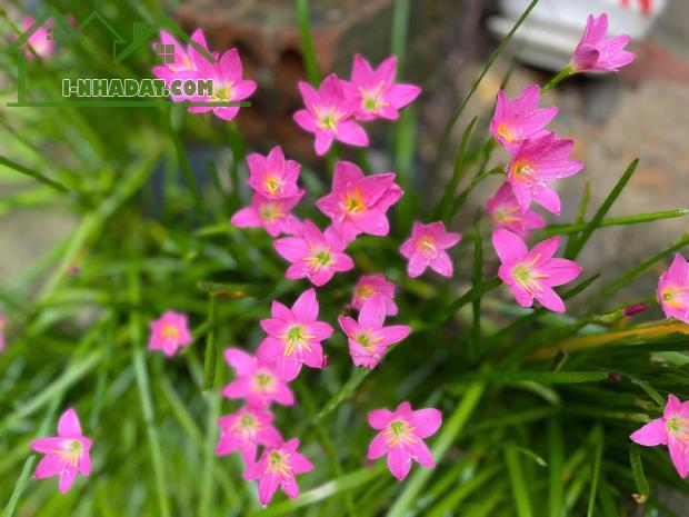 ❇️Chiết khấu lên đến 10% Biệt thự IRIS - liền kề DAHLIA- Ecogarden Huế.LH 0967139891 - 2