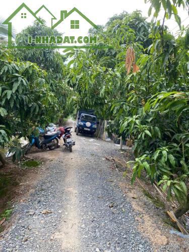 Bán 3555m2 (hơn 3.5 công) Đất Chuyên Trồng Lúa Nước Đã Lên Liếp Trồng Xoài Đang Cho Trái - 1