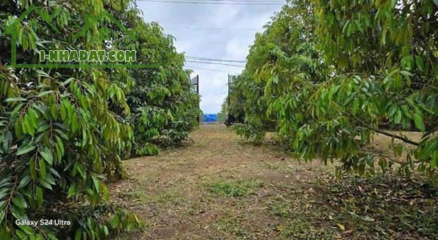 QUA TẾT CÔ ÚT ĐI MỸ NÊN CẦN BÁN GẤP LÔ ĐẤT 3032M2 CÓ THỔ CƯ - 3
