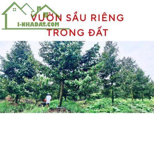 CHÍNH CHỦ - BÁN NHANH ĐẤT TẠI THỊ XÃ CAI LẬY, TIỀN GIANG CHỈ 5,3 TỶ 3000M2 - 1