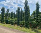 4 sào đất mặt đường Hồ Chí Minh gần nút giao cao tốc Buôn Ma Thuột - Khánh Hòa