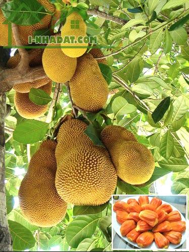 BÁN RẺ 2200m2 KHO, VƯỜN NHÀ XƯỞNG XÃ AN VIỄN, GÓC 2 MẶT ĐƯỜNG NHỰA 6m THÔNG SỔ HỒNG (X119) - 1