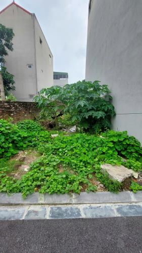 Chính chủ gửi bán mảnh đất đẹp tại Đông Trù, Đông Hội, Đông Anh - 2