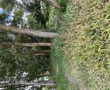 BÁN NỀN THỔ CƯ TẠI PHƯỜNG 3, VỊ THANH, HG (Nay là Phường Vị Thanh, Cần Thơ)