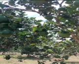 Cần tiền bán gấp đất vườn bưởi 3100m2, thổ cư 100m2, 350tr