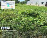 ĐẤT ĐẸP -  GIÁ TỐT  - CẦN BÁN 2 LÔ ĐẤT  Tại Phường 1 & 2, Thị Xã Vĩnh Châu, Sóc Trăng