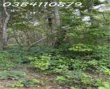 🌟 CHUYỂN NHƯỢNG 160 HECTA ĐẤT DỰ ÁN – HÀM TÂN, BÌNH THUẬN 🌟