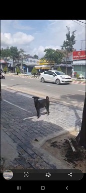 CHO THUÊ MẶT BẰNG 2 MẶT TIỀN – ĐƯỜNG HUỲNH VĂN LŨY, PHÚ MỸ, THỦ DẦU MỘT, BÌNH DƯƠNG. - 1