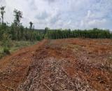 BÁN 1,4 Ha ĐẤT ĐỎ BAZAN – TAM NGUYÊN -XÃ LỘC QUANG -HUYỆN  LỘC NINH - BÌNH PHƯỚC