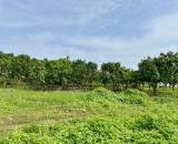 Lô đất thổ cư Long Thành - Cơ hội đầu tư "vàng" với giá siêu ưu đãi