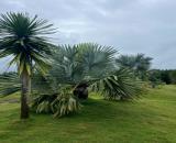 Bán đất đường song hành Cao tốc, xã Long An, Long Thành: 46.293m2, giá: 99tỷ.