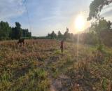 Bán 1 sào 2 đất CLN tại Hàm Cần, Hàm Thuận Nam, BT giá chỉ 99tr, sổ sẵn công chứng