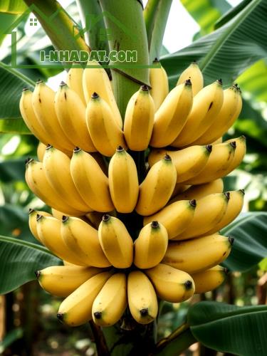 BÁN RẺ 2200m2 KHO, VƯỜN NHÀ XƯỞNG XÃ AN VIỄN, GÓC 2 MẶT ĐƯỜNG NHỰA 6m THÔNG SỔ HỒNG (X119) - 3