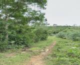 Gia đình cần tìm chủ cho 5 héc đất rừng Hoà Quang, view đẹp