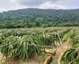 🔥 BÁN GẤP TRANG TRẠI THANH LONG 9 MẪU – HÀM MINH. ❌GIÁ 18TỶ