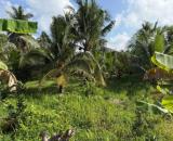 BÁN ĐẤT VƯỜN ĐẸP – 300M² THỔ CƯ – 2 ĐƯỜNG RA VÀO – HUYỆN VŨNG LIÊN , TỈNH VĨNH LONG